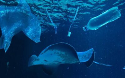 Can toothbrushes be recycled ?