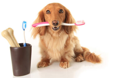 Choosing The Best Dog Toothbrush For A Long Handle Dog