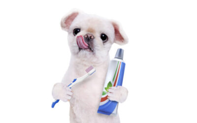 What Toothbrush is Best for Dogs?